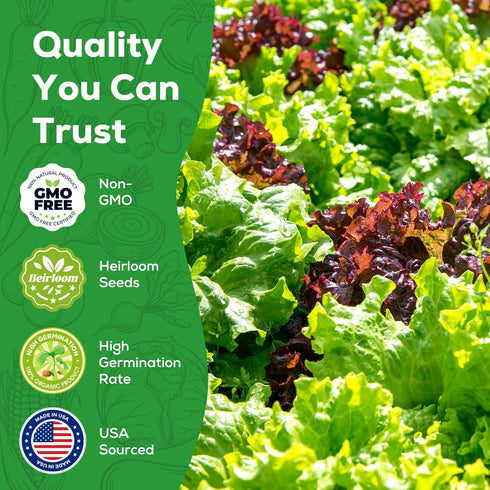 5 Heirloom Lettuce Seeds - Varieties, Non-GMO Seeds for Planting - Black Seeded Simpson, Iceberg, Buttercrunch, Parris