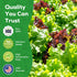 5 Heirloom Lettuce Seeds - Varieties, Non-GMO Seeds for Planting - Black Seeded Simpson, Iceberg, Buttercrunch, Parris