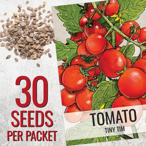 (10 Packs) Seed Needs Tiny Tim Tomato Seeds for Planting Dwarf Cherry Tomatoes - Non-GMO Heirloom & Untreated Veggie