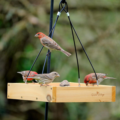 Wild Wings WWCF23 Cedar Tray Bird Feeder