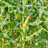 25'x25' 2.4" BSTPCOO Bird Net with Square Mesh Bird Netting for Chicken Coop Roof, Poultry Netting Heavy Duty Nylon