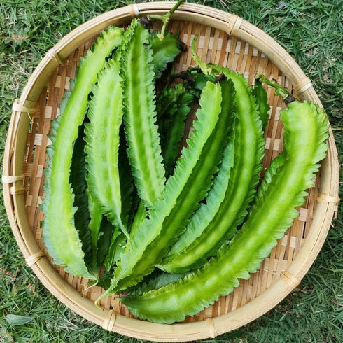 100+ Winged Bean Seeds Four Angled Bean Manila Bean King Shire Winged Bean Dragon Bean Vine Home Gardening Seeds