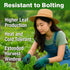 Bloomtiva 8000+ Pack, Romaine Lettuce Seeds Parris Island Cos, Heirloom Non-GMO Seeds, High Germination Bulk Grown