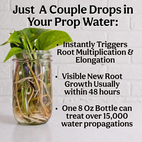 8oz 55 Organic Liquid Kelp & Seaweed Extract Prop Drop (Ecklonia Maxima) Root + Plant Growth Hormone & Root Plant Food