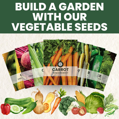 3,750 2026 5 Tendersweet Carrot Premium Seeds for Planting Smooth, Sweet, Coreless Roots for the Season Gram Pouch