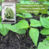 Packet (1) Sow Right Seeds - Blue Lake Bush Bean Seeds for Planting - Non-GMO Heirloom with Instructions to Plant an