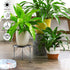 Garden Gifts Plant Lovers Gifts Black Metal Plant Stand with Anti-Slip Base Rustproof Heavy Duty Decorative Round