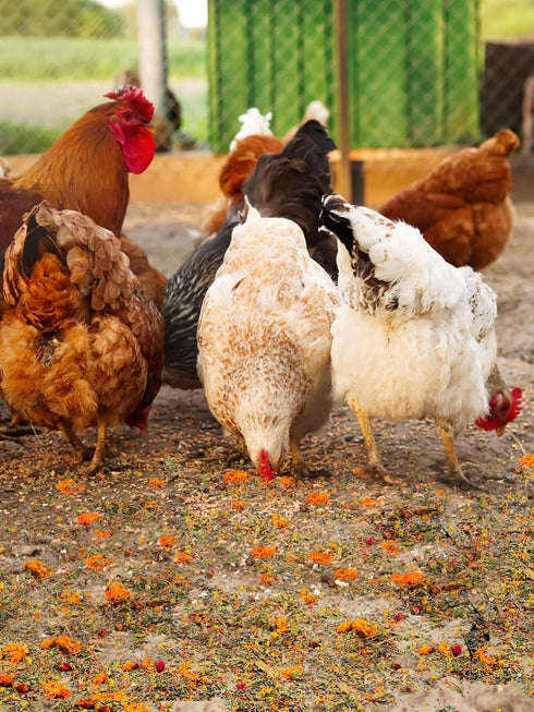 21OZ 6 Chicken Nesting Herbs for Outdoor Indoor Chicken Coop - Natural Egg-Laying Box Feed Herbs in Premixed Dried