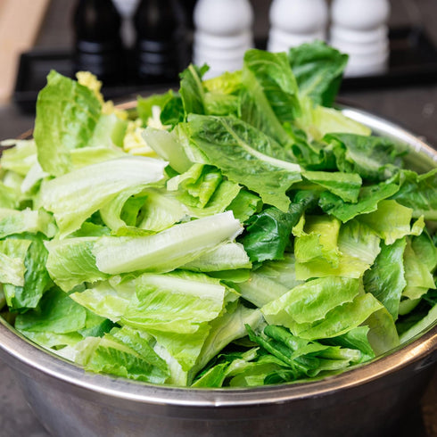 (1 Pack) Seed Needs Romaine Lettuce Seeds for Planting Parris Island COS - Non-GMO Heirloom & Untreated Annual Cool