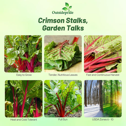 2000 Outsidepride Red Swiss Chard Seeds for Planting Vegetables & Microgreens - Pcs Vibrant, Tasty & Highly Nutritious