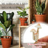 10 Taiyin Pcs Luminous Mushroom Miniature Garden Mushrooms Outdoor Decor Waterproof Glow in The Dark Yard Decor