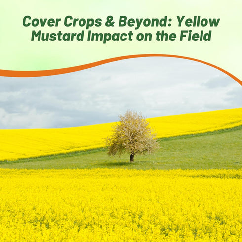 5000 Outsidepride Yellow Mustard Seeds - Pcs Nutrient-Rich, Flavorful Annual Microgreen Seeds for Planting
