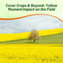 5000 Outsidepride Yellow Mustard Seeds - Pcs Nutrient-Rich, Flavorful Annual Microgreen Seeds for Planting