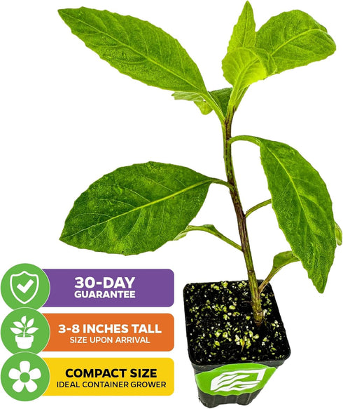 (2-Pack) Longevity Spinach Live Plant - Gynura procumbens - Wellspring Gardens Nutrient-Rich Live Vegetable Plants