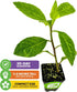 (2-Pack) Longevity Spinach Live Plant - Gynura procumbens - Wellspring Gardens Nutrient-Rich Live Vegetable Plants