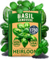 HOME GROWN Non GMO Genovese Basil Seeds Pack 1,750+ High Germination Heirloom