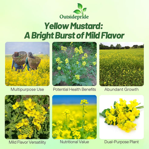 5000 Outsidepride Yellow Mustard Seeds - Pcs Nutrient-Rich, Flavorful Annual Microgreen Seeds for Planting