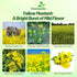 5000 Outsidepride Yellow Mustard Seeds - Pcs Nutrient-Rich, Flavorful Annual Microgreen Seeds for Planting