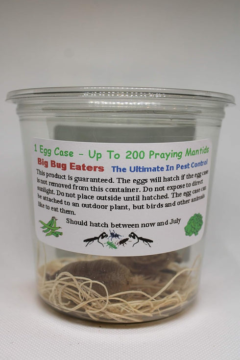 TruBlu Supply 1 32oz Fresh Large Chinese Ootheca Praying Mantis Egg Plus + Crystal Clear Incubator Cup Hatching Habitat