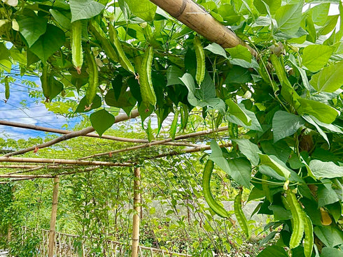 Generic 50+ ORGANIC Winged Bean Seeds- Ht u Rng - Dragon Bean, Four-angled, Goa, Manila, Princess, Cigarillas - Non