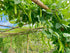 Generic 50+ ORGANIC Winged Bean Seeds- Ht u Rng - Dragon Bean, Four-angled, Goa, Manila, Princess, Cigarillas - Non