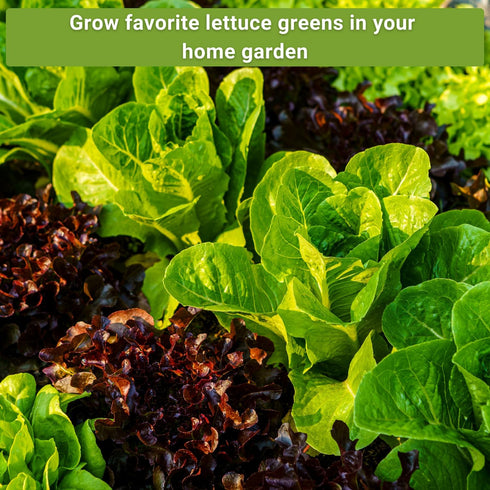 Packets Sow Right Seeds - Lettuce Seed Collection for Planting - Buttercrunch, Giant Caesar, Salad Bowl, and Lolla Rosa