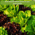 Packets Sow Right Seeds - Lettuce Seed Collection for Planting - Buttercrunch, Giant Caesar, Salad Bowl, and Lolla Rosa