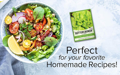 2000+ 2 Summer, Gardeners Basics, Buttercrunch Lettuce Seeds for Planting - Butterhead Boston Bibb Heirloom, Non-GMO