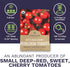 Packets! 150 Organic Matts Wild Cherry Tomato Seeds Two Seed Over Heirloom Non-GMO USDA Organic Seeds