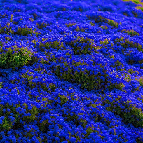 6000+ Mixed Creeping Thyme Seeds for Planting - Heirloom Flowers Perennial Thyme Non-GMO Thymus Serpyllum Seed Ground