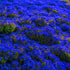 6000+ Mixed Creeping Thyme Seeds for Planting - Heirloom Flowers Perennial Thyme Non-GMO Thymus Serpyllum Seed Ground