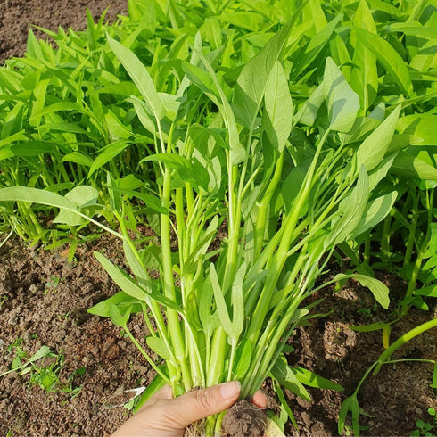 Chickco 600+ 97% Premium Kangkong Seeds - Ong Choy - Rau Muong - Kong Xin CAI Seeds | High Germination | Non-GMO |