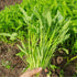 Chickco 600+ 97% Premium Kangkong Seeds - Ong Choy - Rau Muong - Kong Xin CAI Seeds | High Germination | Non-GMO |