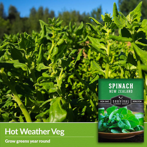 Summer (1 Pack) New Zealand Spinach Seeds for Planting | Heat Tolerant Green (Tetragonia), Cut-and-Come-Again Greens