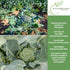 1000+ Calabrese Green Sprouting Broccoli Seeds Non-GMO & Heirloom Seeds, Brassica oleracea, Cool Season Crop, Large
