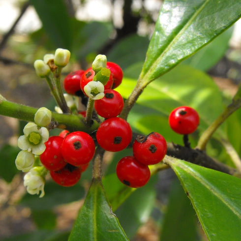 Yerba Mate Seeds (Ilex paraguariensis) Packet of 10 Seeds by Palm Beach Medicinal Herbs