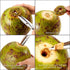 2 PCS Coconut Opener Tool Set, Stainless Steel Coconut Meat Remover, Non-Slip Wooden Handle Scraper Knife