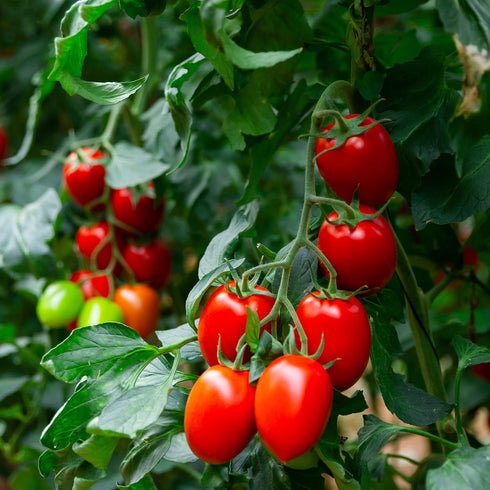 Purely Organic Products LLC 75 Organic Tomato Seeds (Roma) - Approx Seeds - USDA Organic, Non-GMO, Open Pollinated
