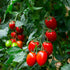 Purely Organic Products LLC 75 Organic Tomato Seeds (Roma) - Approx Seeds - USDA Organic, Non-GMO, Open Pollinated