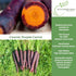 500+ Packet, Cosmic Purple Carrot Seeds for Planting, Heirloom Seeds Per (Isla's Garden Seeds), Non GMO Seeds