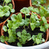 2 Packets) Seed Needs Shiso Seeds for Planting Green & Red Perilla - Non-GMO Heirloom & Untreated Herb Seed to Plant an
