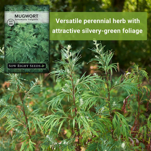 Packet (1) Sow Right Seeds - Mugwort Seeds for Planting - Non-GMO Heirloom with Instructions to Plant an Outdoor