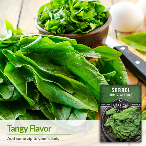(5 Packs) Sorrel Seeds for Planting - Large Leaf Garden Sorrel - Cool Weather Perennial Vegetable for Edible Leafy