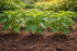 Sunutri Seeds Sweet Bell Pepper Seeds Collection Red Yellow Orange Green Bell Peppers Vegetable Seeds for Home Garden