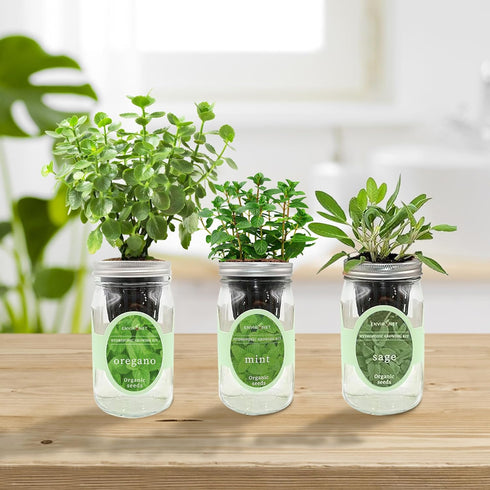 Set, Hydroponic Herb Growing Kit Self-Watering Mason Jar Herb Garden Starter Kit Indoor, Windowsill Herbs Garden. Grow