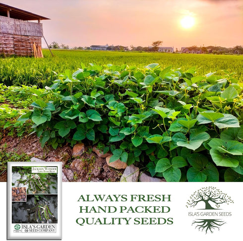 50+ Jackson Wonder Lima Bush Bean Seeds (Phaseolus lunatus) Heirloom Non-GMO Seeds by Islas Garden Seeds, Compact Bush