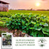 50+ Jackson Wonder Lima Bush Bean Seeds (Phaseolus lunatus) Heirloom Non-GMO Seeds by Islas Garden Seeds, Compact Bush