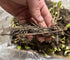 Votaniki #1 (20 Pack) Pineberry White Strawberry - Perennial Strawberry Grade Bare Root Ready to Plant | Edible