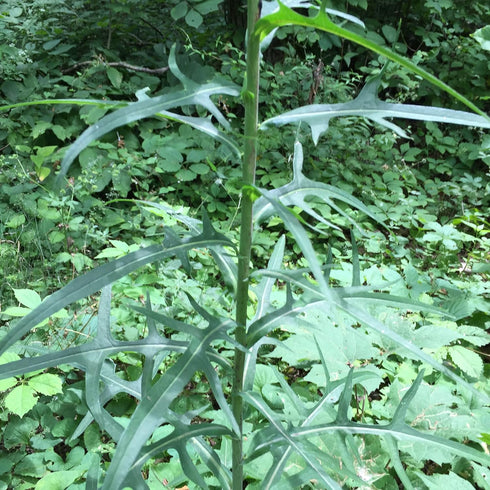 Packet 50 Palm Beach Medicinal Herbs - Wild Lettuce (Lactuca virosa) - of Seeds