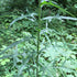 Packet 50 Palm Beach Medicinal Herbs - Wild Lettuce (Lactuca virosa) - of Seeds